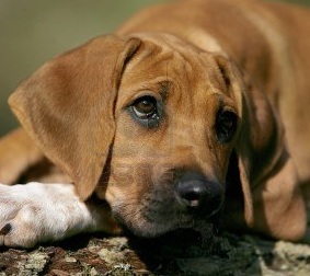 image rhodesian ridgeback