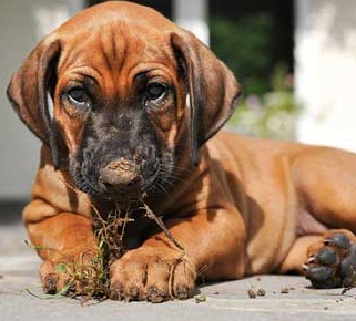 rhodesian puppy