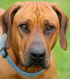 rhodesian ridgeback dog