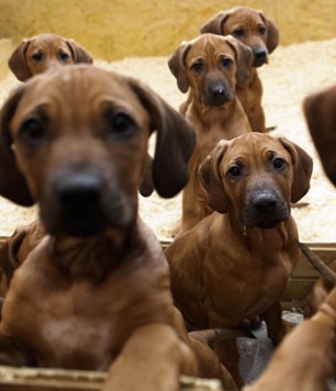 rhodesian ridgeback picture