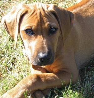 rhodesian ridgeback puppies