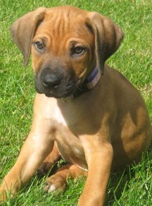 rhodesian ridgeback puppy