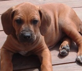 rhodesian ridgeback