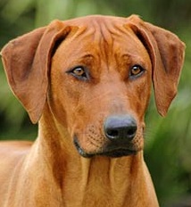 rhodesian ridgeback