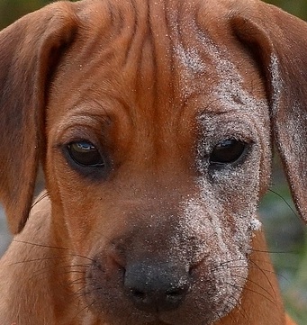 ridgeback puppy