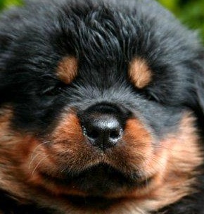 Cute Rottweiler Puppy