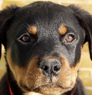 Rottweiler Dog