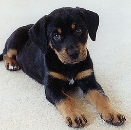 Rottweiler Image