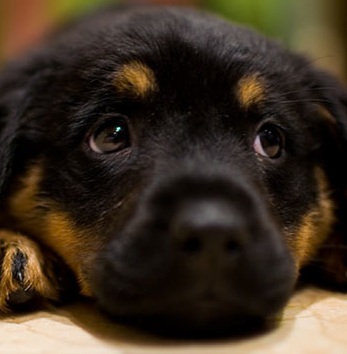 Rottweiler Photo