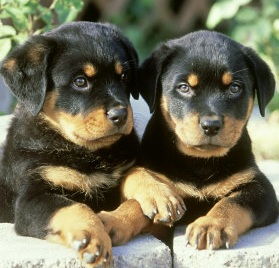 Rottweiler Picture