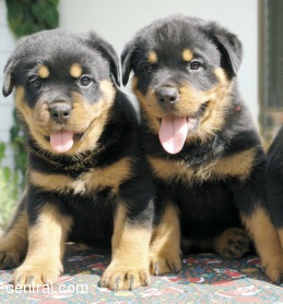 Rottweiler Puppies