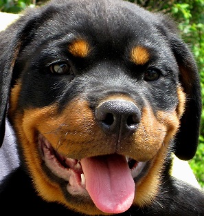 Rottweiler Puppy Picture