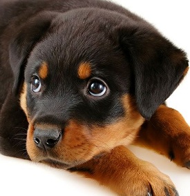 Rottweiler Puppy