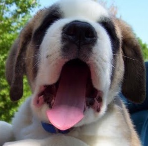 Big Saint Bernard