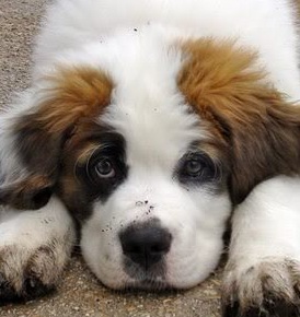 Cute Saint Bernard Puppy