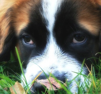 Saint Bernard Dog