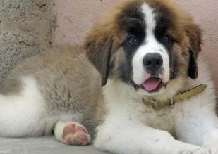 Saint Bernard Image