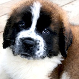 Saint Bernard Photo