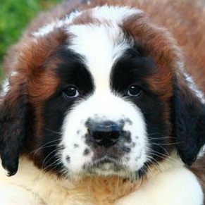 Saint Bernard Picture