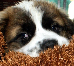 Saint Bernard Pup