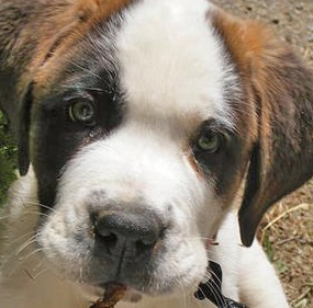 Saint Bernard Puppies