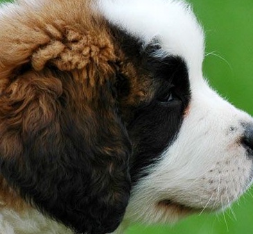 Saint Bernard Puppy