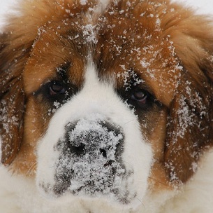 Saint Bernard