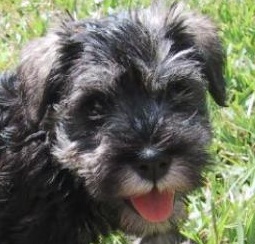 Black Schnauzer Puppy