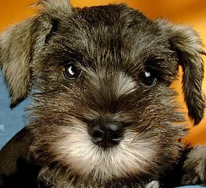 Cute Schnauzer Puppy