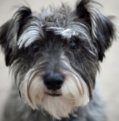 Giant Schnauzer