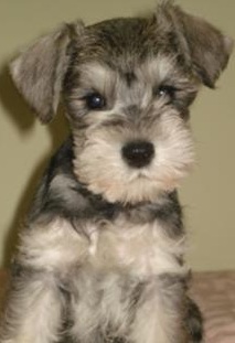 Miniature Schnauzer Puppy