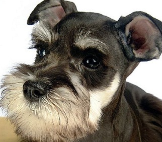 Schnauzer Dog