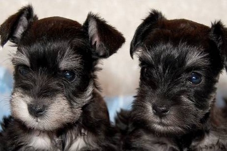 Schnauzer Puppies