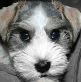 Schnauzer Puppy Picture