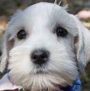 White Schnauzer Puppy