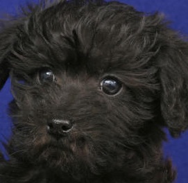 Black Schnoodle Puppy