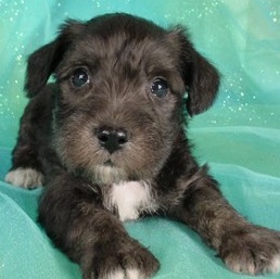 Schnoodle Puppies