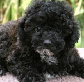 Schnoodle Puppy