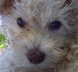 White Schnoodle Puppy