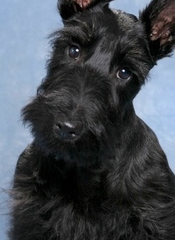 Black Scottish Terrier