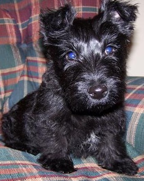 Cute Scottish Terrier Puppy