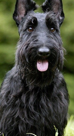 Happy Scottish Terrier