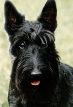 Scottish Terrier Dog