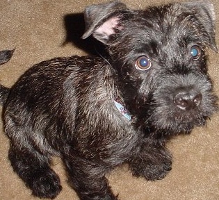 Scottish Terrier Picture