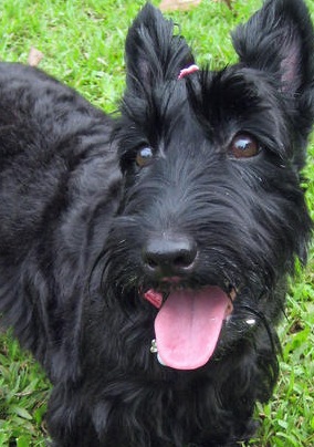 Scottish Terrier Puppy