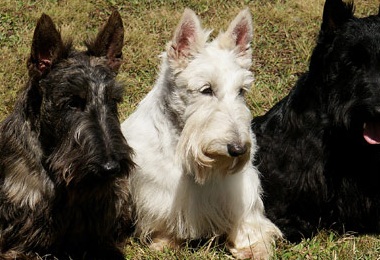 Scottish Terriers