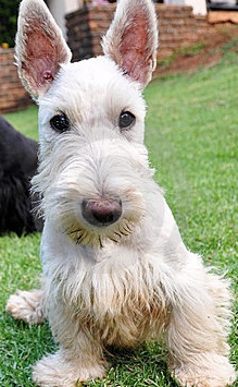 White Scottish Terrier