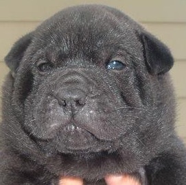 Black Shar Pei