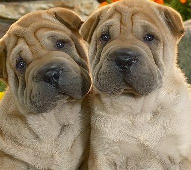 Chinese Shar Pei Puppies