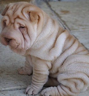 Plush Shar Pei Puppy